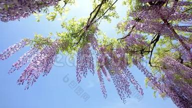 <strong>春</strong>花系列，美丽的紫藤迎风<strong>招</strong>展，紫藤是木本植物